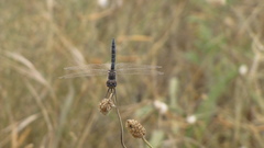 Selysiothemis nigra