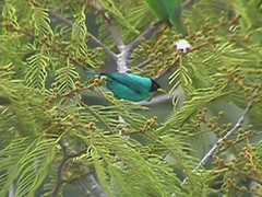 Chlorophanes spiza argutus