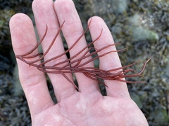 Solieriaceae