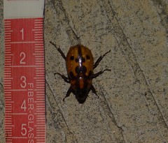 Cyclocephala mafaffa