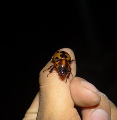 Cyclocephala mafaffa