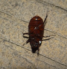 Cyclocephala mafaffa