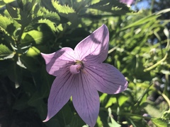 Platycodon