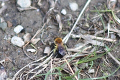 Andrena milwaukeensis