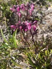 Pedicularis ornithorhynchos