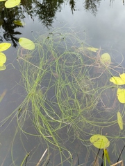 Potamogeton berchtoldii