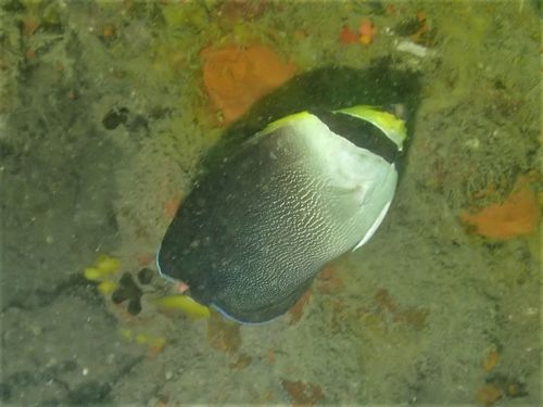 Butterflyfish (Chaetodontoplus mesoleucus) — Pomacanthidae — 5