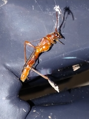 Necydalis laevicollis