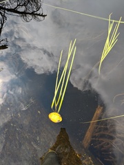 Sparganium fluctuans