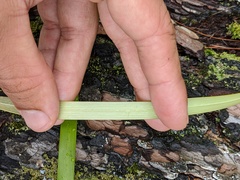 Sparganium fluctuans