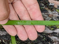 Sparganium fluctuans