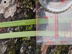 Sparganium fluctuans