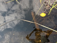 Sparganium fluctuans