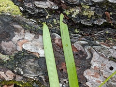 Sparganium fluctuans