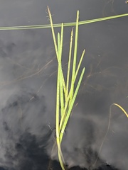 Sparganium fluctuans