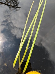 Sparganium fluctuans