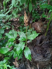 Goodyera rubicunda