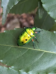 Calliphara excellens