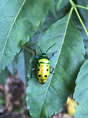 Calliphara excellens