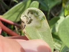 Schizocerella pilicornis