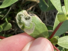 Schizocerella pilicornis