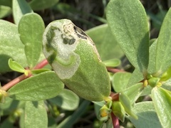 Schizocerella pilicornis