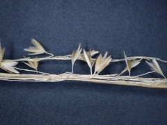 Sphenopholis intermedia