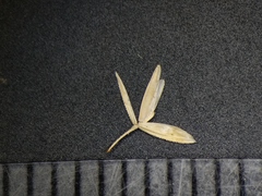 Sphenopholis intermedia