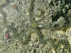 Macrophiothrix