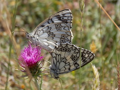 Melanargia russiae