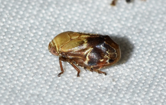 Clastoptera achatina