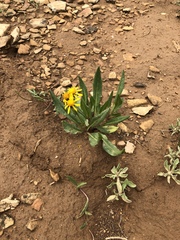 Wyethia amplexicaulis
