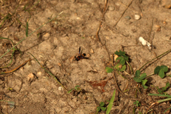 Parancistrocerus histrio