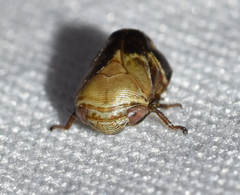 Clastoptera achatina