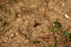 Parancistrocerus histrio