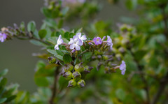 Duranta triacantha