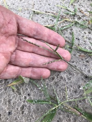 Urochloa subquadripara