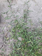 Urochloa subquadripara