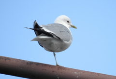 Larus canus