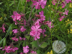 Silene dioica