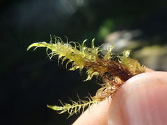 Drepanocladus