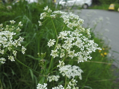 Anthriscus sylvestris