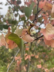 Oedemasia concinna