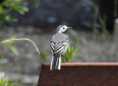 Motacilla alba