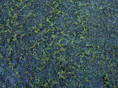 Drepanocladus