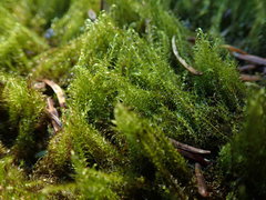 Drepanocladus