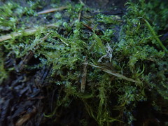 Chiloscyphus polyanthos