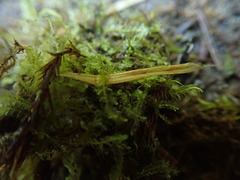 Chiloscyphus polyanthos