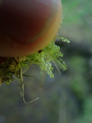 Chiloscyphus polyanthos