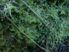 Chiloscyphus polyanthos